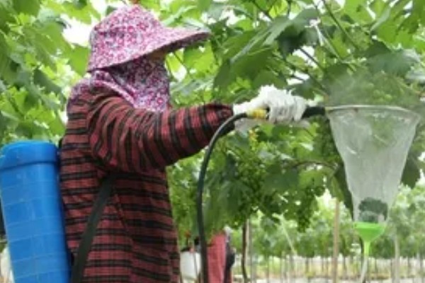 1-3月份怎么管理大棚葡萄，白天和晚上都要保持适宜的温度
