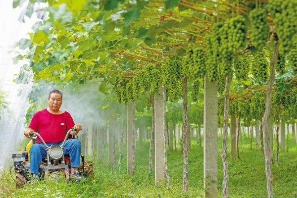 1-3月份怎么管理大棚葡萄，白天和晚上都要保持适宜的温度