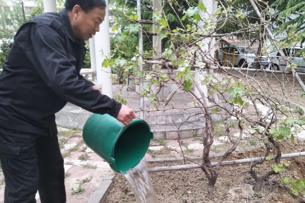 1-3月份怎么管理大棚葡萄，白天和晚上都要保持适宜的温度