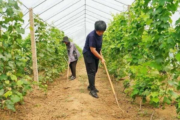 1-3月份怎么管理大棚葡萄，白天和晚上都要保持适宜的温度