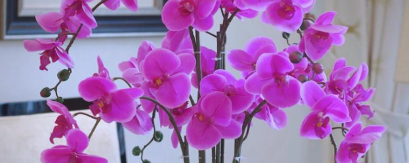 蝴蝶兰一天开放的时间，是早上七点至九点开放