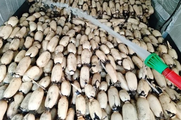 莲藕的产地，主产于湖北、广东、广西等省份