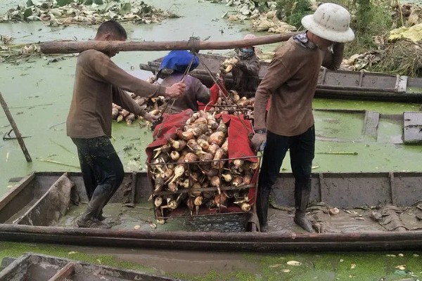 莲藕的产地，主产于湖北、广东、广西等省份