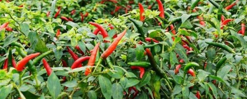 小米辣的种植技术，每亩地种植2000-2200株幼苗