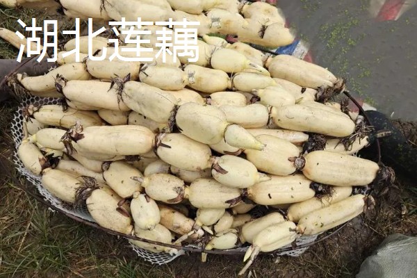 莲藕的产地，主产于湖北、广东、广西等省份