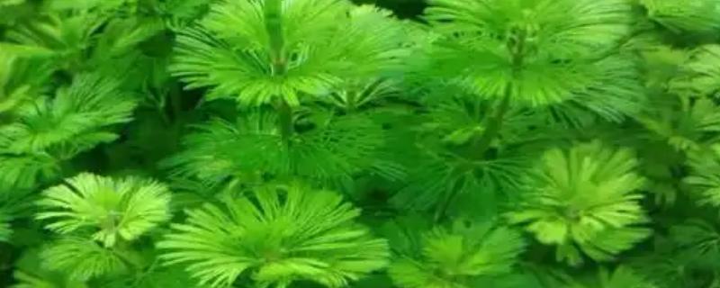 绿菊水草的繁殖扦插方法，建议选择在秋季进行