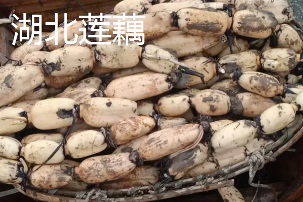 莲藕的产地，主产于湖北、广东、广西等省份