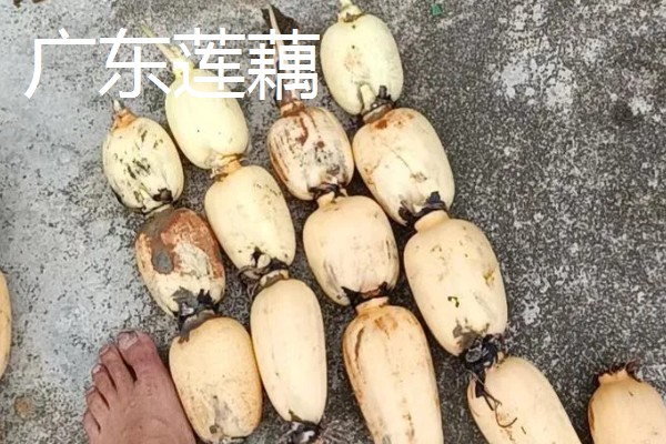 莲藕的产地，主产于湖北、广东、广西等省份