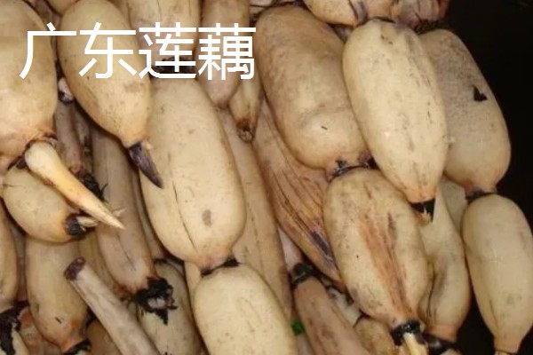 莲藕的产地，主产于湖北、广东、广西等省份