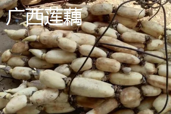 莲藕的产地，主产于湖北、广东、广西等省份