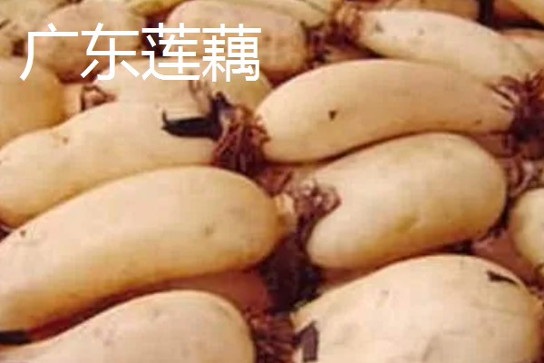 莲藕的产地，主产于湖北、广东、广西等省份