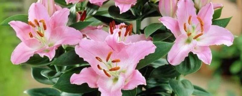 百合花冻了还能补救吗，冻伤情况不严重则可以补救