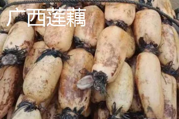 莲藕的产地，主产于湖北、广东、广西等省份
