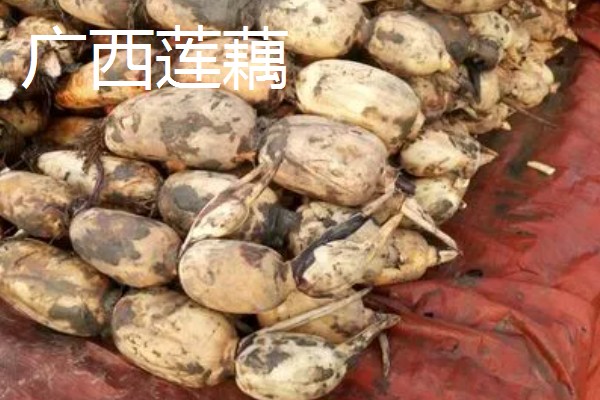 莲藕的产地，主产于湖北、广东、广西等省份