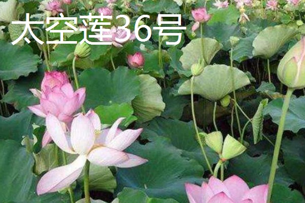 莲藕的产地，主产于湖北、广东、广西等省份