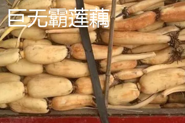 莲藕的产地，主产于湖北、广东、广西等省份