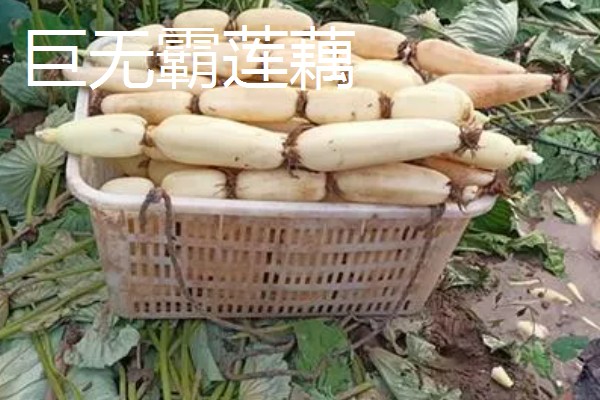 莲藕的产地，主产于湖北、广东、广西等省份