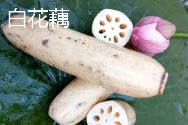 莲藕的产地，主产于湖北、广东、广西等省份