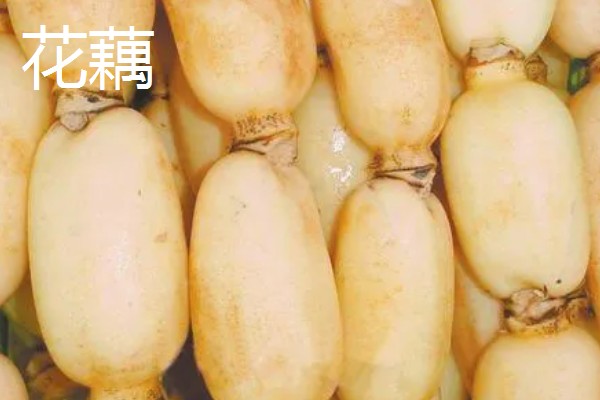 莲藕的产地，主产于湖北、广东、广西等省份