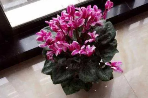 仙客来花谢了如何处理,花谢了需要每天浇一次水