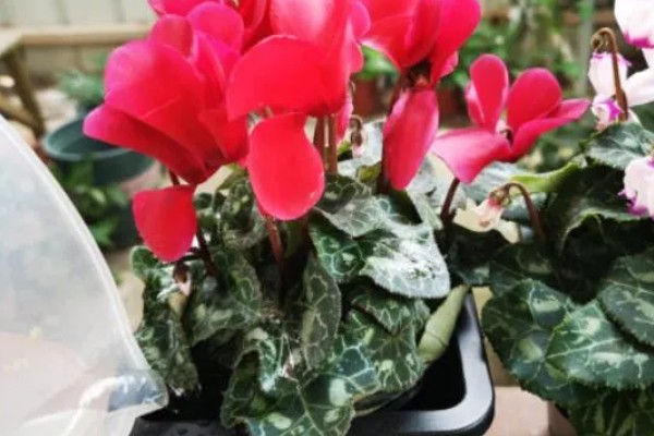 仙客来花谢了如何处理,花谢了需要每天浇一次水