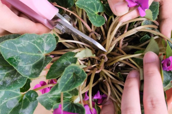 仙客来花谢了如何处理,花谢了需要每天浇一次水