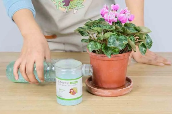 仙客来花谢了如何处理,花谢了需要每天浇一次水