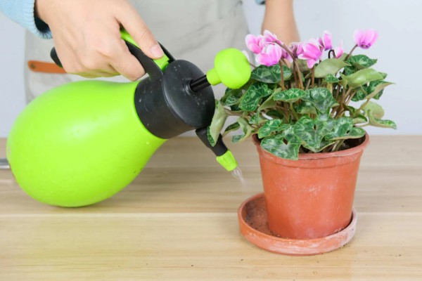 仙客来花谢了如何处理,花谢了需要每天浇一次水