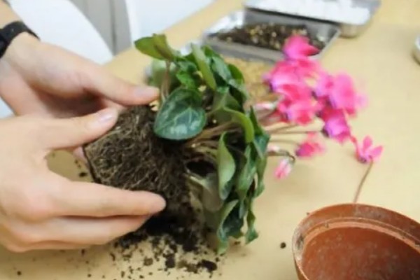 仙客来花谢了如何处理,花谢了需要每天浇一次水