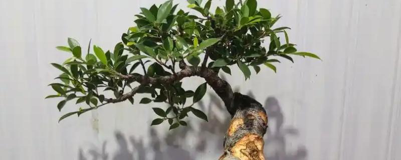 榕树的养殖方法，喜欢光线好的环境