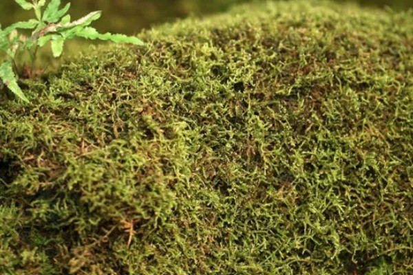 苔藓的特点，一般为密集丛生