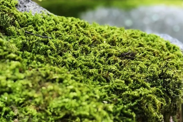 苔藓的特点，一般为密集丛生