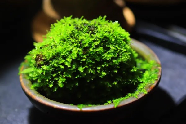 苔藓的特点，一般为密集丛生