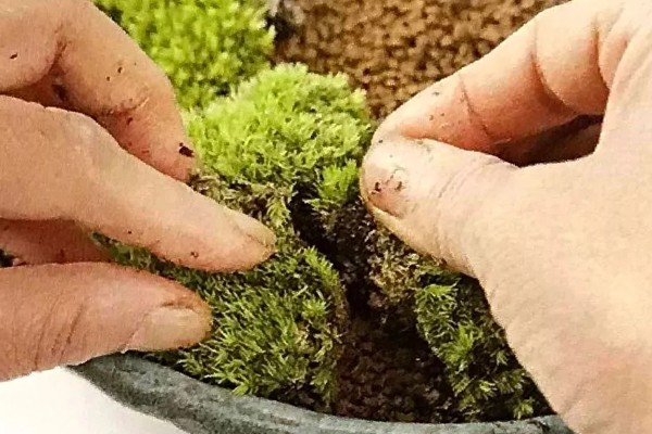 苔藓的特点，一般为密集丛生