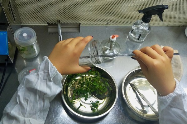 苔藓的特点，一般为密集丛生