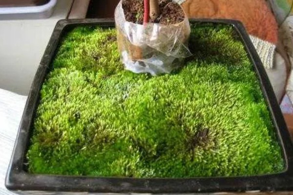 苔藓的特点，一般为密集丛生