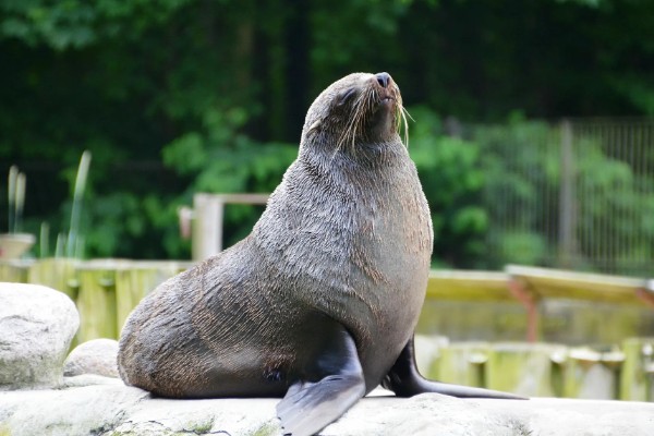 海狮的存活时间，一般为20-40年左右