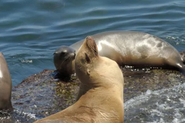 海狮的存活时间，一般为20-40年左右