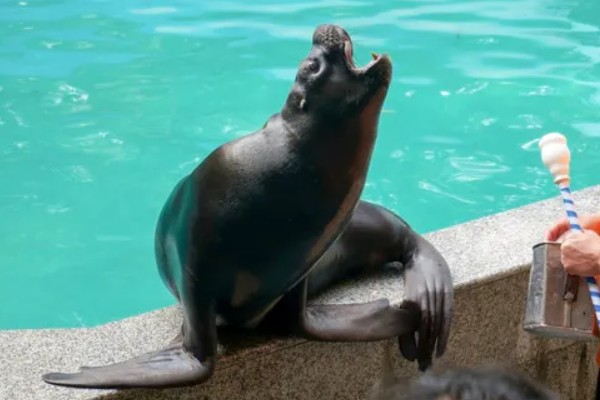 海狮的存活时间，一般为20-40年左右