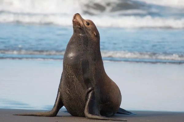 海狮的存活时间，一般为20-40年左右