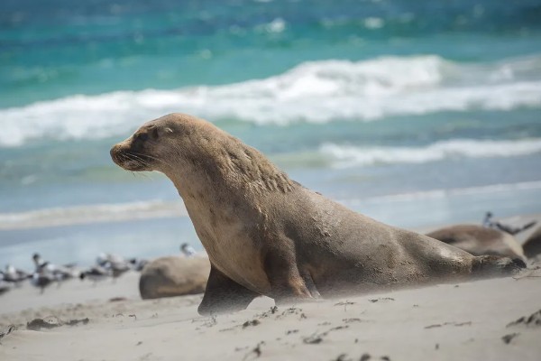 海狮的存活时间，一般为20-40年左右