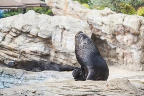 海狮的存活时间，一般为20-40年左右