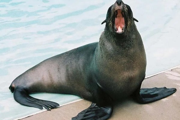 海狮的存活时间，一般为20-40年左右