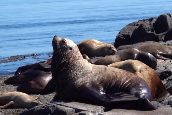 海狮的存活时间，一般为20-40年左右