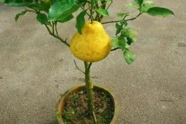 盆栽柚子树如何养殖，需要进行人工授粉