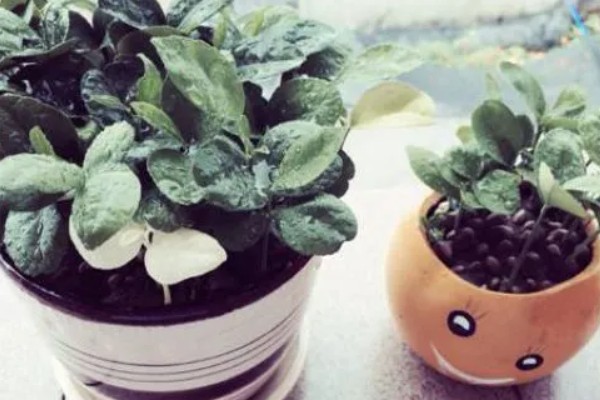 盆栽柚子树如何养殖，需要进行人工授粉