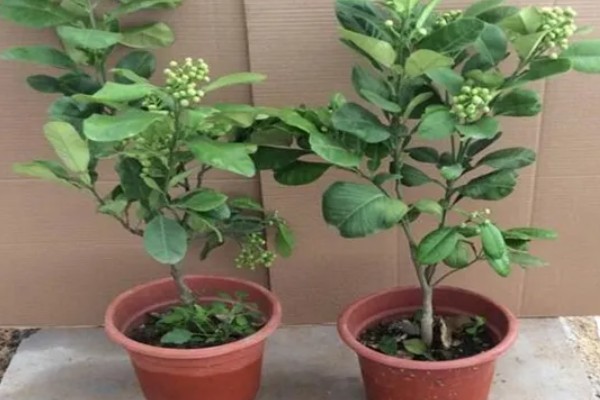 盆栽柚子树如何养殖，需要进行人工授粉