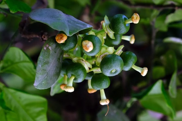 盆栽柚子树如何养殖，需要进行人工授粉