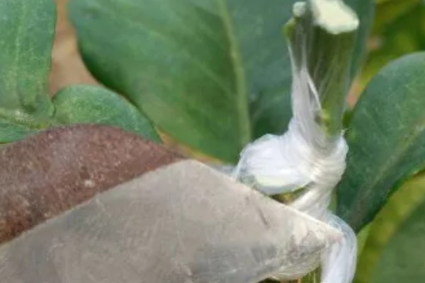 盆栽柚子树如何养殖，需要进行人工授粉