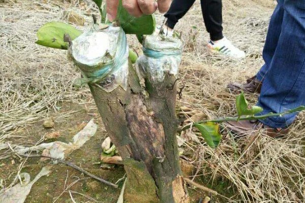 盆栽柚子树如何养殖，需要进行人工授粉